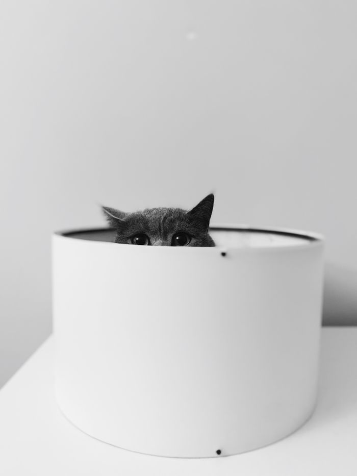 A gray cat playfully peeks out from a round white planter in a minimalistic setting.