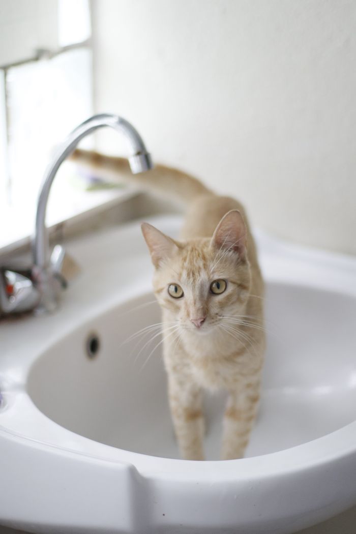 Cute ginger cat lounging playfully in a clean white bathroom sink.