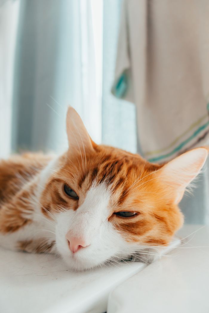 A serene ginger cat resting indoors with soft natural lighting, perfect for pet lovers.