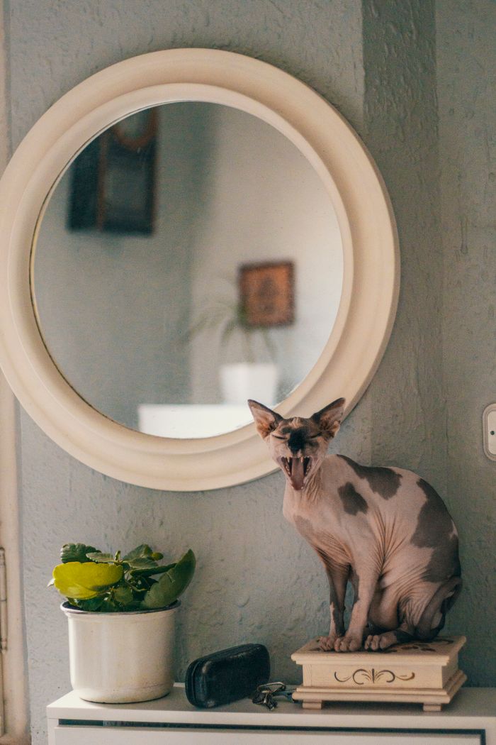 A Sphynx cat yawning on a shelf beside plants and a round mirror, creating a cozy indoor scene.