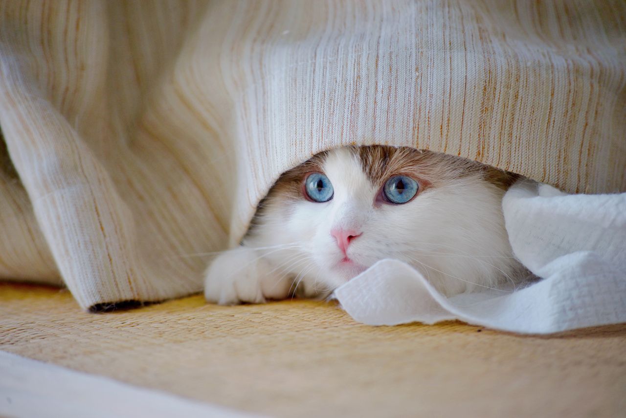 Adorable cat with blue eyes peeking from under a cozy blanket indoors.