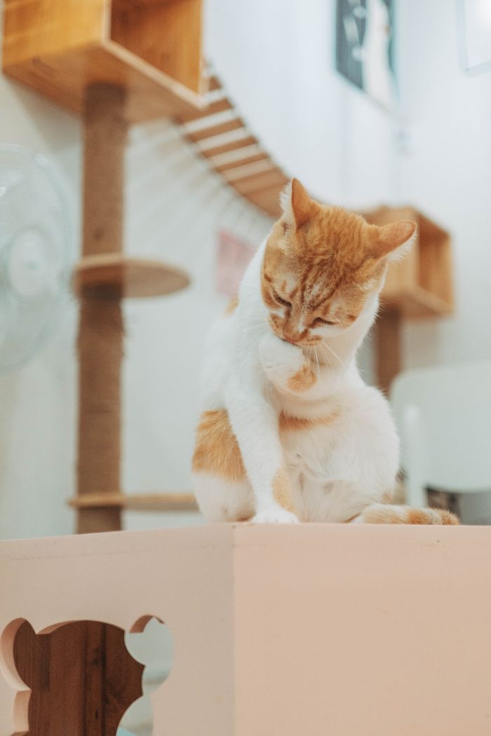 Cute ginger and white cat grooming itself on a table in a cozy indoor setting.