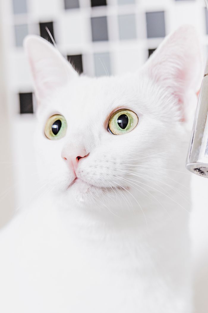 Adorable white cat with green eyes gazing intently. Perfect for pet photography.