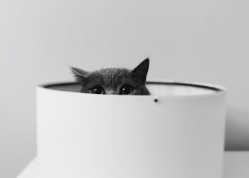 A gray cat playfully peeks out from a round white planter in a minimalistic setting.