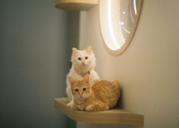 Two cute cats, white and ginger, relax on a modern indoor shelf next to a circular mirror.